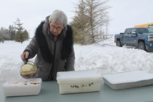 Sylvia Dion pouring Maple Syrup on snow during Zenon Park Winter Carnival